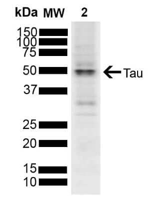 Western Blot: Tau Antibody [NBP3-18238] - Western blot analysis of SH-SY5Y showing detection of ~45.8 kDa Tau protein using Rabbit Anti-Tau Polyclonal Antibody (NBP3-18238). Lane 1: Molecular Weight Ladder (MW). Lane 2:  SH-SY5Y. Load: 10 ug. Block: 5% Skim Milk powder in TBST. Primary Antibody: Rabbit Anti-Tau Polyclonal Antibody (NBP3-18238) at 1:1000 for 2 hours at RT with shaking. Secondary Antibody: Goat anti-rabbit IgG:HRP at 1:4000 for 1 hour at RT with shaking. Color Development: Chemiluminescent for HRP (Moss) for 5 min in RT. Predicted/Observed Size: ~45.8 kDa. Other Band(s): 50 kDa.